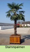Mietpalmen