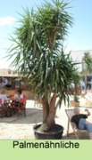 Palmenverleih