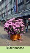 Rhododendron leihen