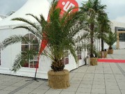 canariensis Messebegrünung