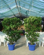 Ligustrum texanum Messebegrünung