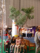 Olea europaea Messebegrünung