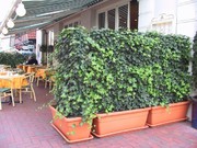 Hedera Messebegrünung